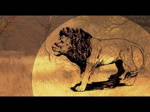 The Other Safari: All About Lions