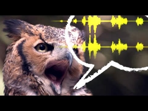 Hearing Animals in Thoreau