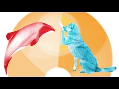 Barkin' at the Shedd: Animal Care & Training Techniques