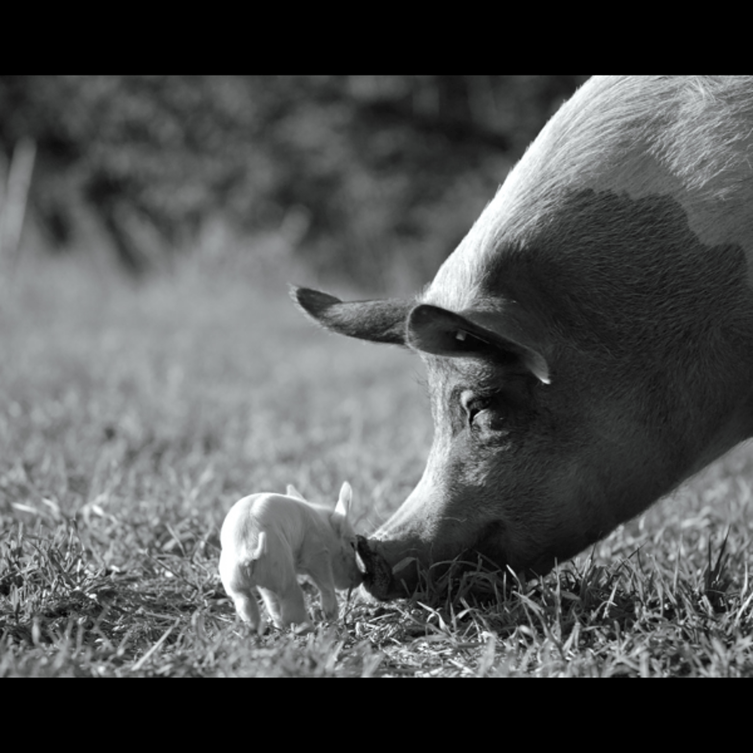 Gunda: A Conversation with the Filmmaker Victor Kossakovsky