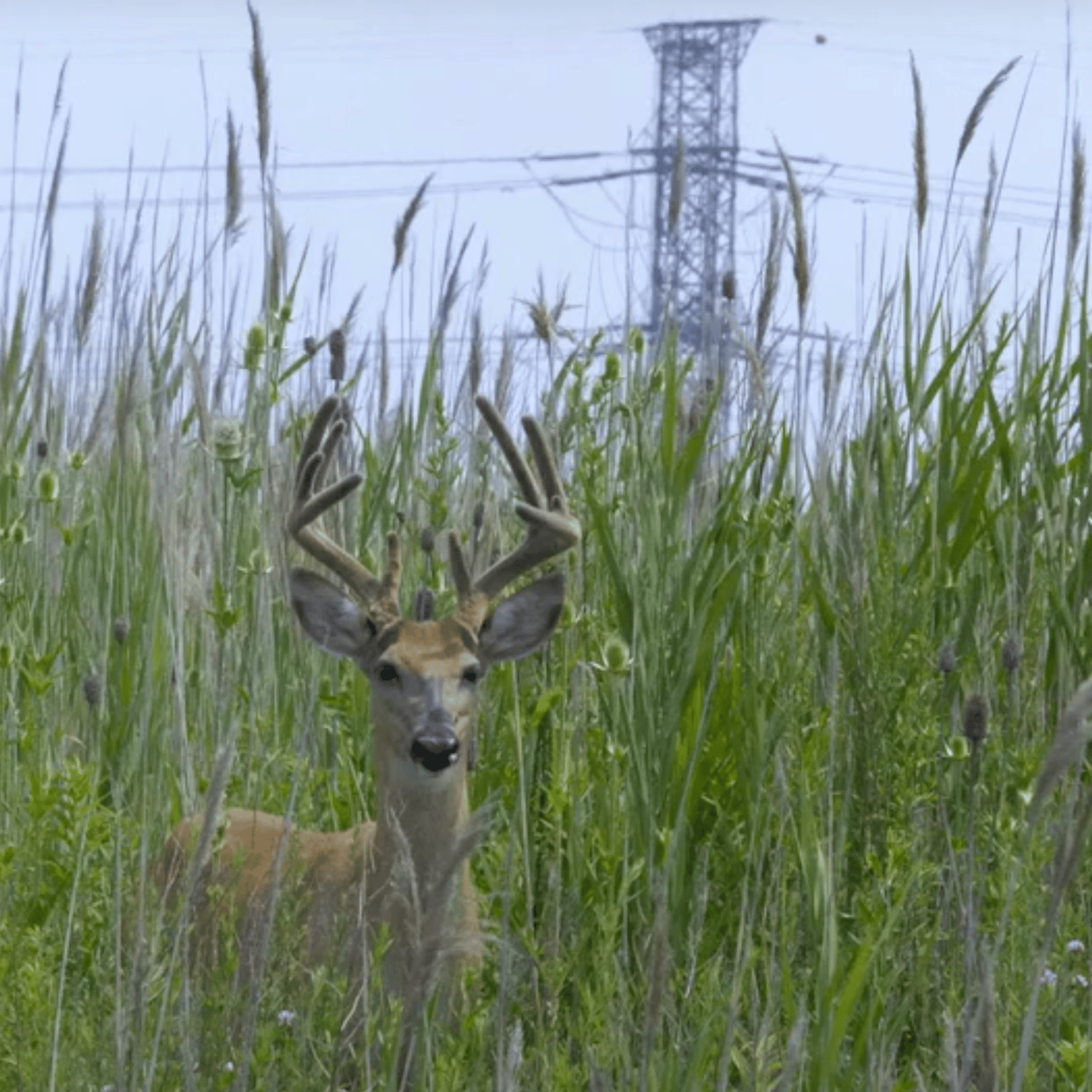 The Hills: Environmental Injustices in Chicago's Southeast Side