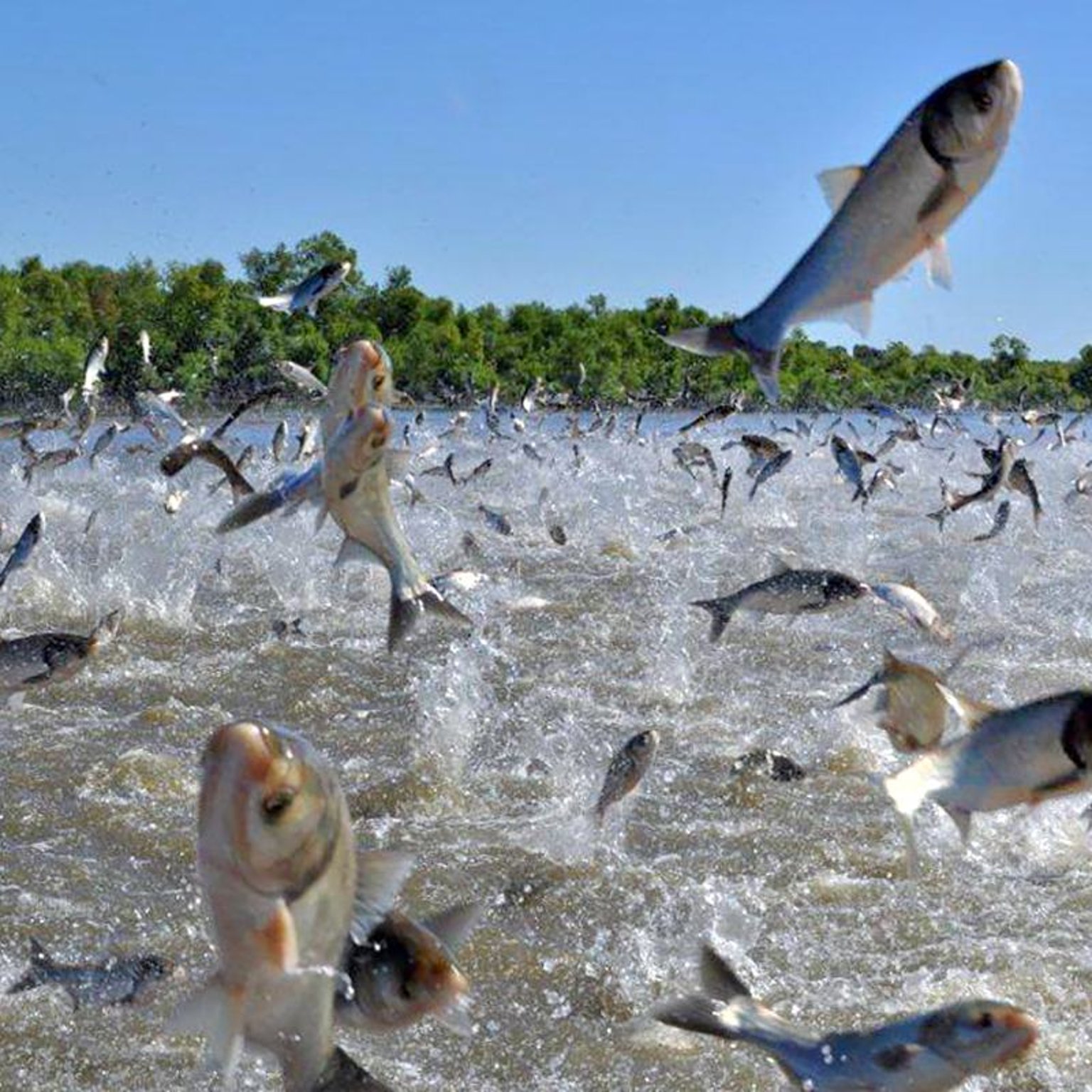 Aquatic Animals of the Great Lakes