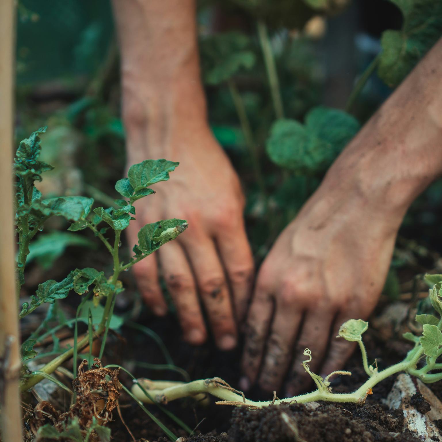 Seeds in a Suitcase: Growing Place within Chicago Gardens