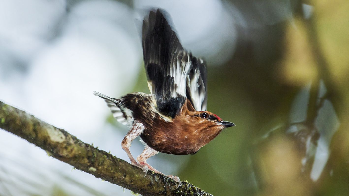 What do dancing birds have to do with female pleasure?