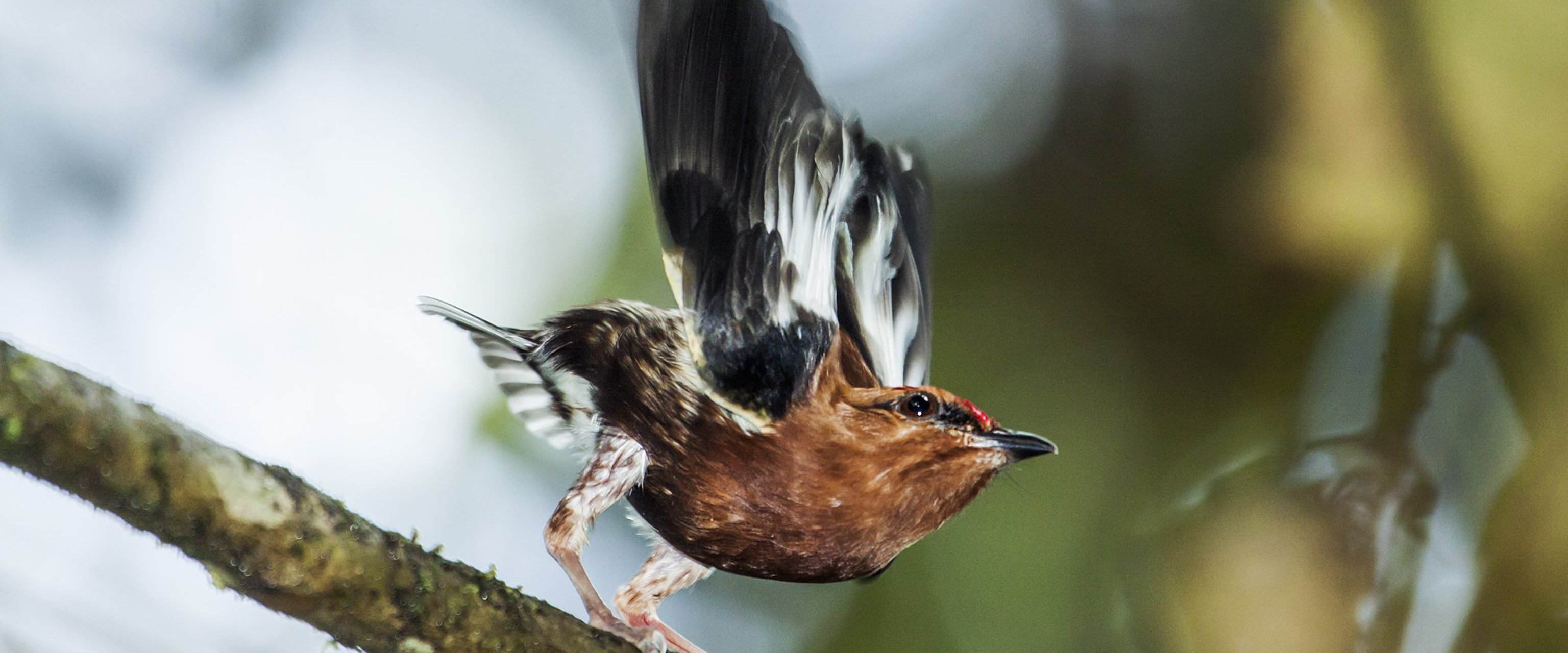 What do dancing birds have to do with female pleasure?