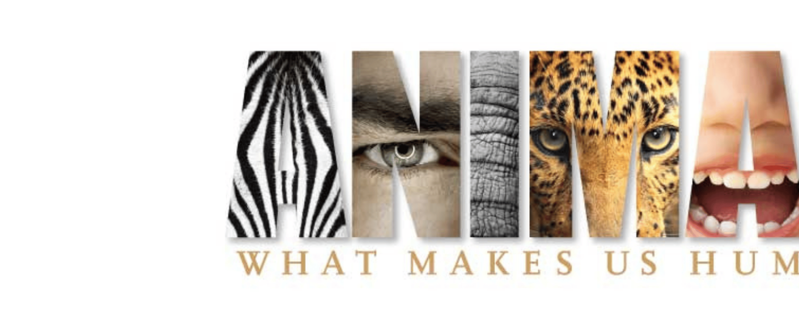 2013 | Animal