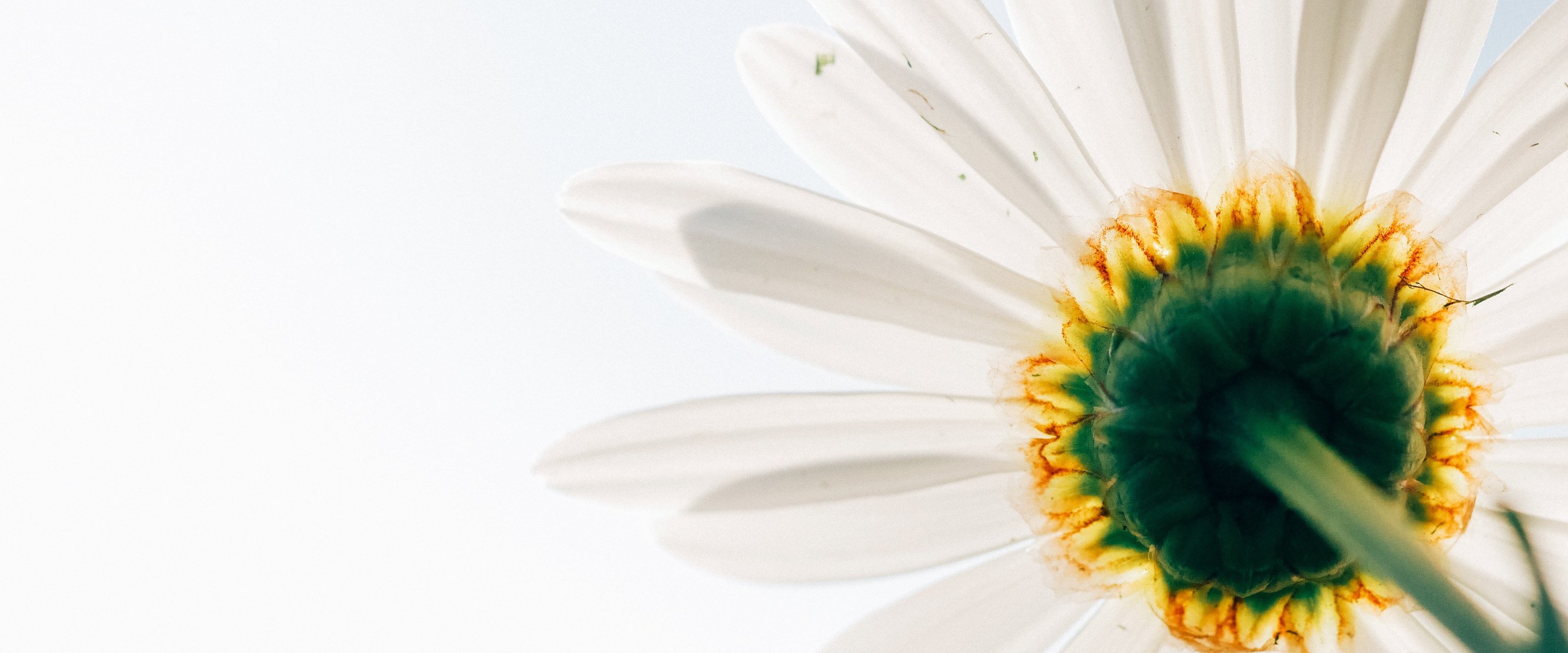 Caitlin Doughty's Guide to a Good Death