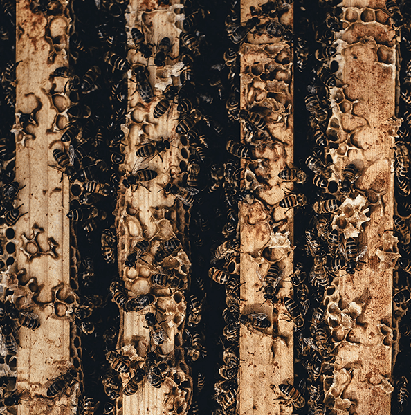 Revisiting Candyman: Chicago, Fear, and Public Housing