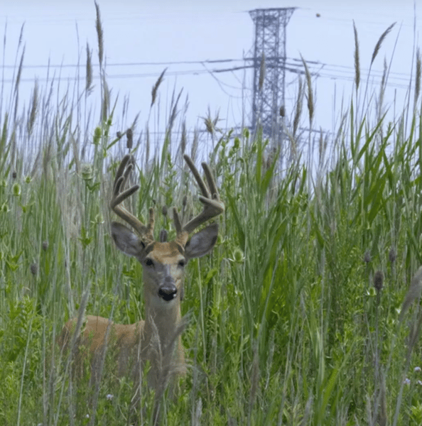The Hills: Environmental Injustices in Chicago's Southeast Side