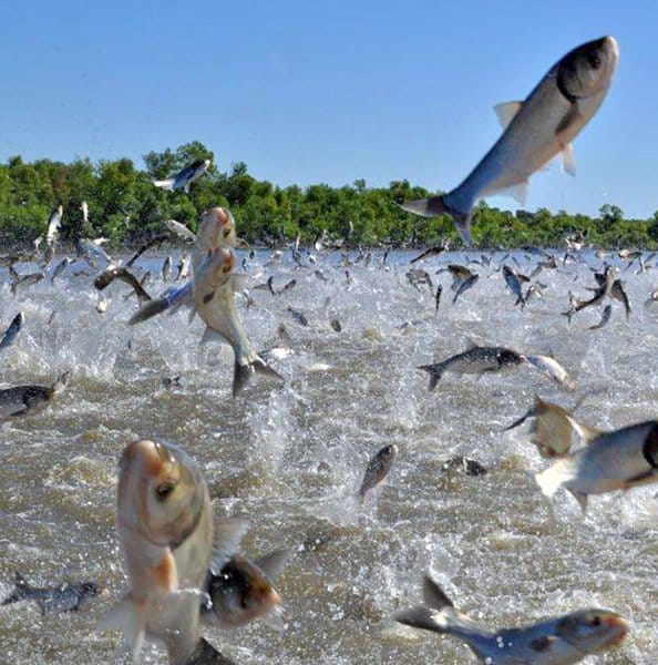 Aquatic Animals of the Great Lakes