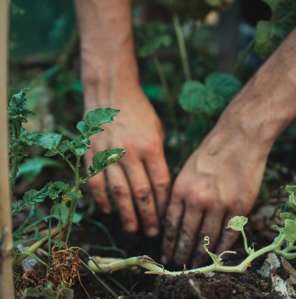 Seeds in a Suitcase: Growing Place within Chicago Gardens